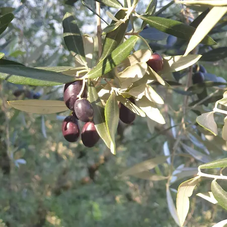 L' Oliva Nera Holiday home Monte Isola